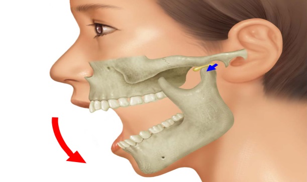 顎関節のしくみ